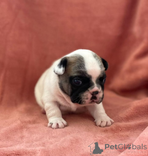 Photo №1. bouledogue - à vendre en ville de Bertrand | négocié | Annonce №158838