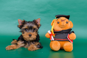 Photo №2 de l'annonce № 5810 de la vente yorkshire terrier - acheter à Fédération de Russie annonce privée