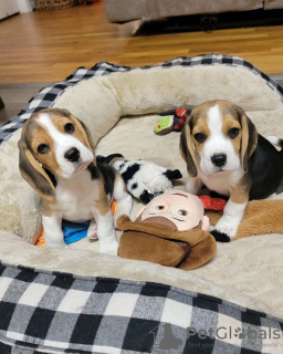 Photo №1. beagle - à vendre en ville de Гамбург | 360€ | Annonce №120605