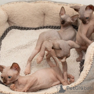 Photo №3. Beaux chatons Sphynx. Allemagne