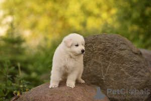 Photo №2 de l'annonce № 61151 de la vente berger blanc suisse - acheter à Biélorussie de la fourrière
