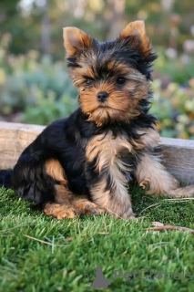 Photo №1. yorkshire terrier - à vendre en ville de Charleroi | Gratuit | Annonce №175686