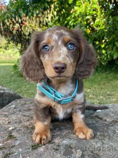 Photo №1. teckel - à vendre en ville de Alpbach | Gratuit | Annonce №167171