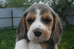 Photo №2 de l'annonce № 2305 de la vente beagle - acheter à Biélorussie de la fourrière