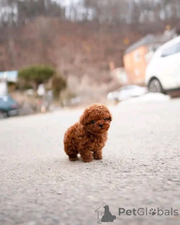 Photo №1. caniche (jouet) - à vendre en ville de Berlin | 500€ | Annonce №137175