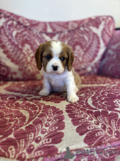 Photo №1. chien bâtard - à vendre en ville de Destin | 298€ | Annonce №139946