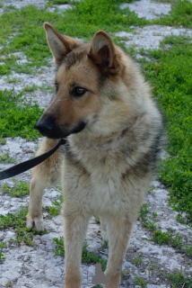 Photo №1. chien bâtard - à vendre en ville de Ryazan | Gratuit | Annonce №72142