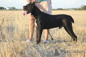 Photos supplémentaires: Cane Corso femelle