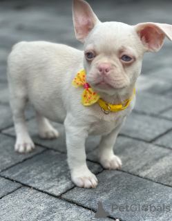 Photos supplémentaires: Chiots bouledogue français roses