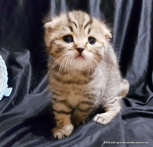 Photo №2 de l'annonce № 1877 de la vente scottish straight, scottish fold - acheter à Biélorussie annonce privée