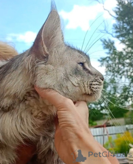 Photo №4. Je vais vendre maine coon en ville de Roslavl. de la fourrière - prix - 800€