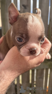 Photos supplémentaires: Nous avons 5 magnifiques chiots Boston à vendre,