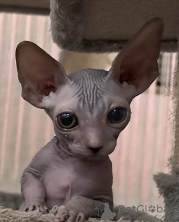 Photo №3. Chatons Sphynx canadiens. Allemagne