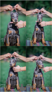 Photo №1. dobermann - à vendre en ville de Loznica | négocié | Annonce №113674