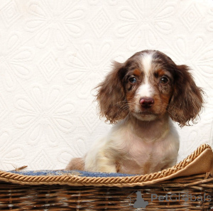 Photo №2 de l'annonce № 134783 de la vente chien à loutre - acheter à Serbie 