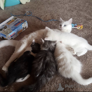 Photo №2 de l'annonce № 93599 de la vente angora turc - acheter à Allemagne annonce privée, éleveur