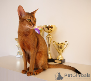 Photo №1. abyssin - à vendre en ville de Riga | 400€ | Annonce № 91918