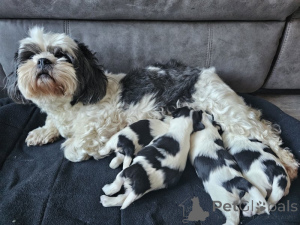 Photo №1. lhassa apso - à vendre en ville de Odensa | négocié | Annonce №169998