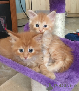 Photo №1. maine coon - à vendre en ville de Alain | 400€ | Annonce № 157780