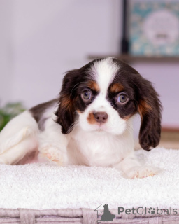 Photo №3. Dites bonjour à Daisy, la plus douce petite dame au cœur aussi chaleureux que. Islande