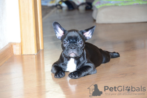 Photo №4. Je vais vendre bouledogue en ville de Saarbrücken. annonce privée - prix - 360€