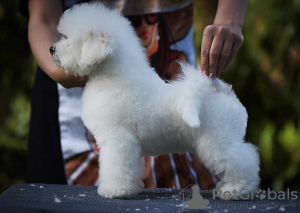 Photo №3. Chiot mâle Bichon Frison. Serbie