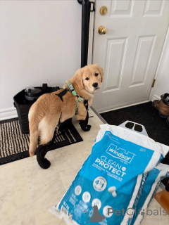 Photo №3. Chiots Golden Retriever loyaux, doux et familiaux. Belgique