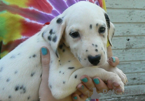 Photo №2 de l'annonce № 176480 de la vente dalmatien - acheter à République Tchèque 