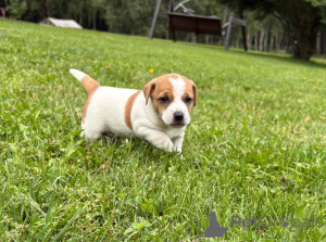 Photo №2 de l'annonce № 161548 de la vente jack russell terrier - acheter à Allemagne annonce privée