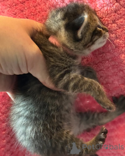 Photo №1. bengal - à vendre en ville de Munich | 390€ | Annonce № 150610