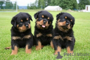 Photo №1. rottweiler - à vendre en ville de Seda | 300€ | Annonce №71481