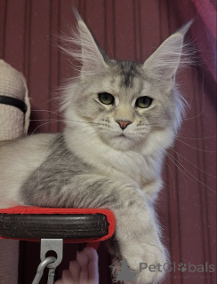 Photo №4. Je vais vendre maine coon en ville de Erba. annonce privée - prix - négocié