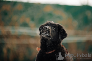 Photo №2 de l'annonce № 37070 de la vente buryat wolfhound mongol - acheter à Fédération de Russie de la fourrière, éleveur