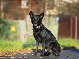 Photos supplémentaires: Nika est une jeune beauté noire à la recherche d'un foyer !