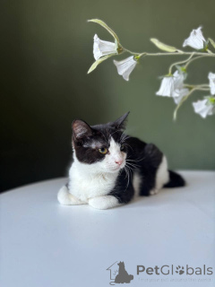 Photo №1.  - à vendre en ville de Minsk | Gratuit | Annonce № 166022