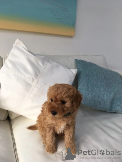 Photos supplémentaires: F1b Goldendoodle Miniature prête à rejoindre leur nouvelle maison pour toujours