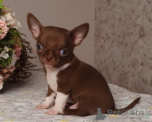 Photos supplémentaires: Chihuahua Chocolate Mini Boy