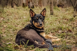 Photo №4. Je vais vendre chien bâtard en ville de Москва. de l'abri - prix - Gratuit