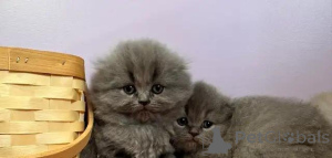 Photo №3. Wunderschöne réinrassige Scottish Fold Langhaar-Kätzchen. Allemagne