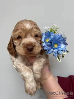 Photo №2 de l'annonce № 132758 de la vente cocker spaniel anglais - acheter à Allemagne annonce privée