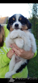 Photo №1. berger australien - à vendre en ville de Minsk | 16€ | Annonce №146133