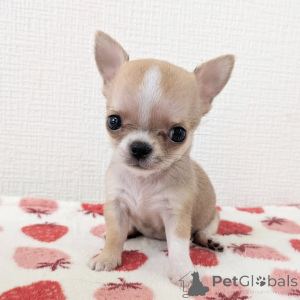 Photo №3. Mignons adorables chiots Chihuahua à vendre, contactez WhatsApp Business. La finlande