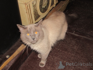 Photo №3. Ragdolls à vendre. USA