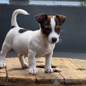 Photo №1. jack russell terrier - à vendre en ville de Prague | négocié | Annonce №171877