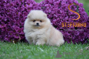 Photo №3. Pomeranian Boo, chiots de race pure de qualité supérieure. Serbie