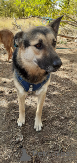 Photo №2 de l'annonce № 127435 de la vente chien bâtard - acheter à Fédération de Russie annonce privée