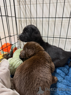 Photo №2 de l'annonce № 171252 de la vente labrador retriever - acheter à Allemagne éleveur