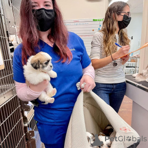 Photo №2 de l'annonce № 161565 de la vente  - acheter à Fédération de Russie 