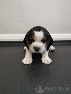 Photo №1. beagle - à vendre en ville de Берлингероде | Gratuit | Annonce №116056