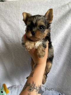Photo №3. Rencontrez nos adorables chiots yorkshire de 10 semaines contactez WhatsApp. La finlande